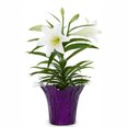 6" Easter Lily